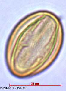 Lobelia urens - lame n° 29421